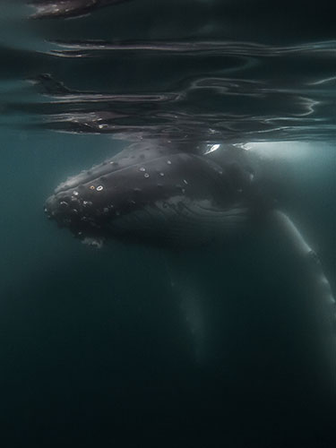 LA RÉPONSE DE LA BALEINE À BOSSE - Le Kabardock